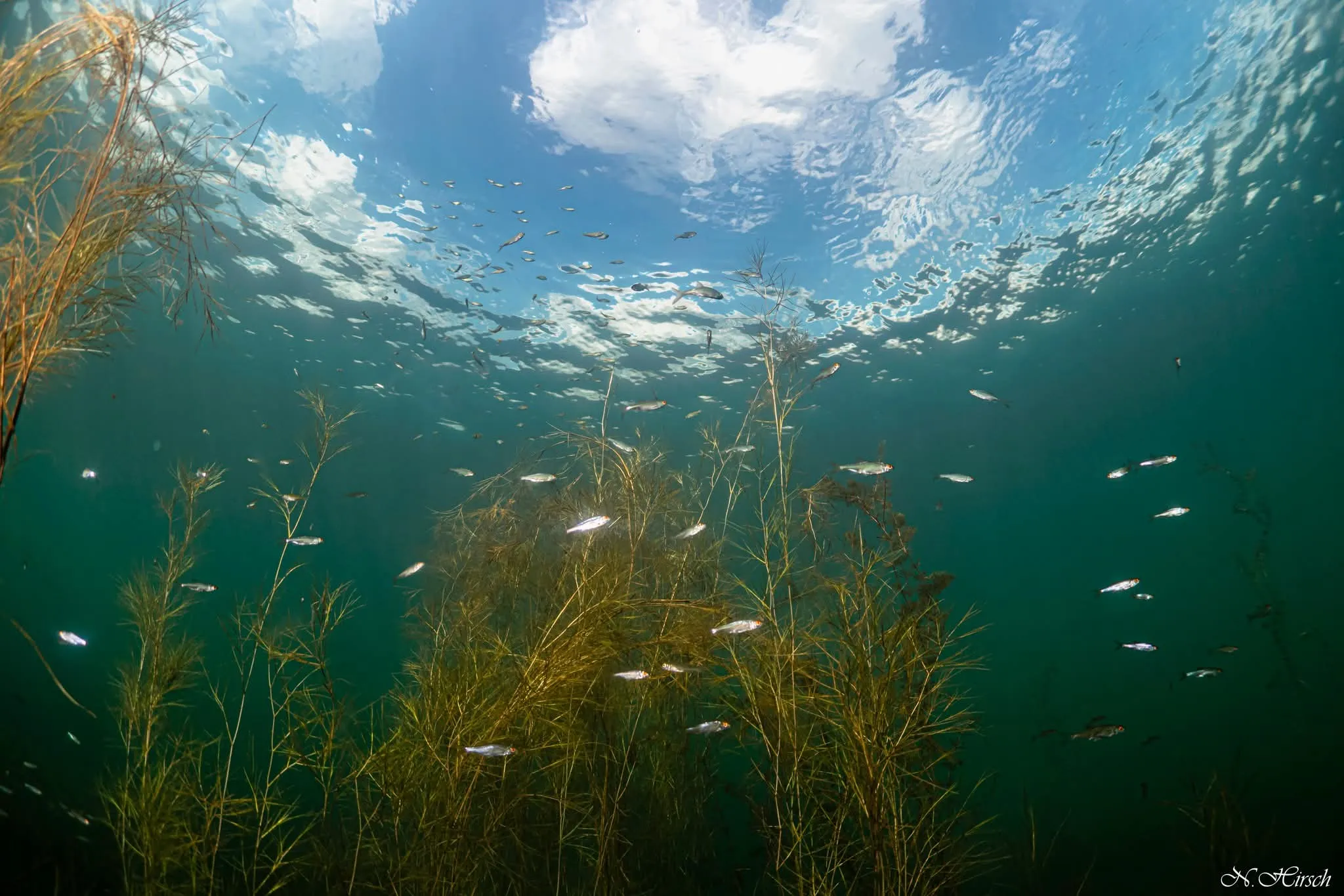 Klares Wasser mit Wasserpflanzen und Fischen